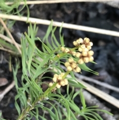 Lomandra obliqua at Bundanoon, NSW - 14 Nov 2021 10:42 AM