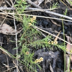 Lomandra obliqua at Bundanoon, NSW - 14 Nov 2021