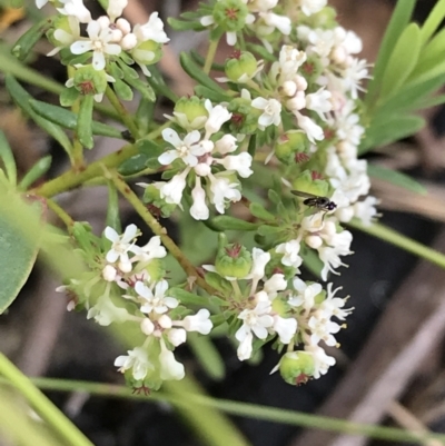 Poranthera ericifolia at Bundanoon, NSW - 14 Nov 2021 by Tapirlord