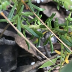 Poranthera ericifolia at Bundanoon, NSW - 14 Nov 2021