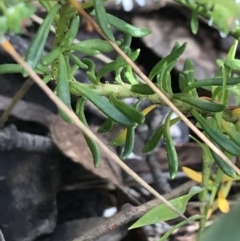 Poranthera ericifolia at Bundanoon, NSW - 14 Nov 2021 10:42 AM