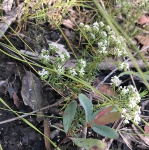 Poranthera ericifolia at Bundanoon, NSW - 14 Nov 2021