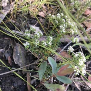 Poranthera ericifolia at Bundanoon, NSW - 14 Nov 2021 10:42 AM
