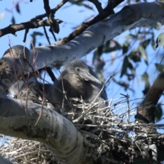 Egretta novaehollandiae (White-faced Heron) at Pialligo, ACT - 2 Nov 2021 by jb2602