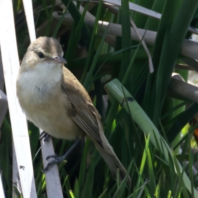 Acrocephalus australis (Australian Reed-Warbler) at Fyshwick, ACT - 2 Nov 2021 by jb2602