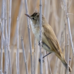 Acrocephalus australis (Australian Reed-Warbler) at Fyshwick, ACT - 2 Nov 2021 by jb2602