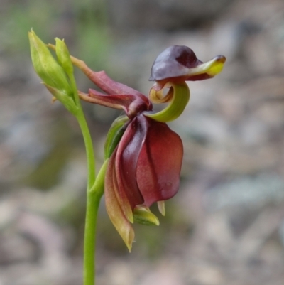 Caleana major (Large Duck Orchid) at Jerrabomberra, NSW - 15 Nov 2021 by RobG1