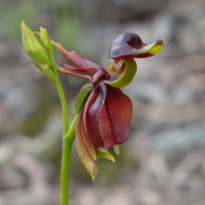 Caleana major (Large Duck Orchid) at Mount Jerrabomberra - 15 Nov 2021 by RobG1