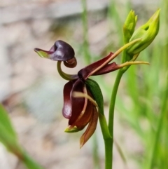 Caleana major at Jerrabomberra, NSW - 15 Nov 2021