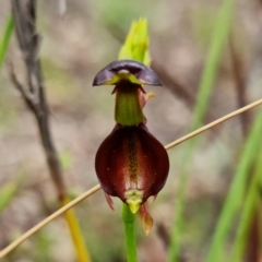 Caleana major at Jerrabomberra, NSW - 15 Nov 2021