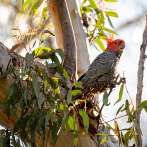 Callocephalon fimbriatum at Bruce, ACT - suppressed