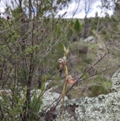 Oligochaetochilus hamatus (Southern Hooked Rustyhood) at Stromlo, ACT - 15 Nov 2021 by Riko