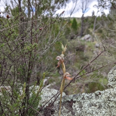 Oligochaetochilus hamatus (Southern Hooked Rustyhood) at Lower Molonglo - 15 Nov 2021 by Riko