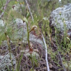 Oligochaetochilus hamatus at Stromlo, ACT - suppressed