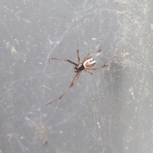 Phonognatha graeffei at McKellar, ACT - 28 Aug 2021