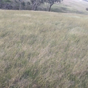 Themeda triandra at Bywong, NSW - 15 Nov 2021 06:22 PM