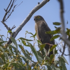 Accipiter fasciatus (Brown Goshawk) at Callum Brae - 10 Nov 2021 by trevsci