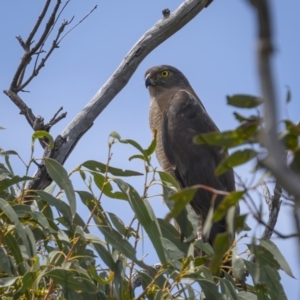 Tachyspiza fasciata at Jerrabomberra, ACT - 11 Nov 2021