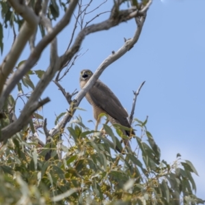 Accipiter fasciatus at Jerrabomberra, ACT - 11 Nov 2021