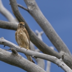 Falco cenchroides (Nankeen Kestrel) at Jerrabomberra, ACT - 11 Nov 2021 by trevsci