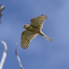 Falco cenchroides at Jerrabomberra, ACT - 11 Nov 2021