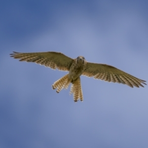 Falco cenchroides at Jerrabomberra, ACT - 11 Nov 2021