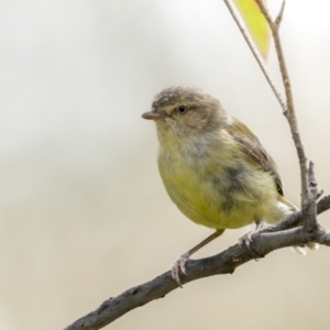 Smicrornis brevirostris at Jerrabomberra, ACT - 11 Nov 2021 09:37 AM