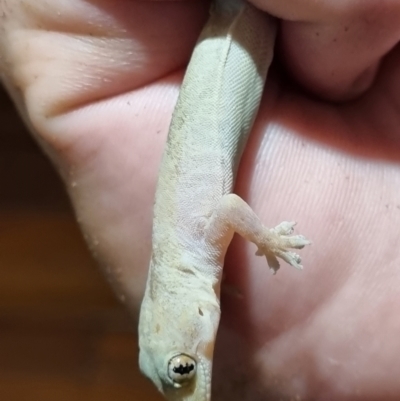 Hemidactylus frenatus (Asian House Gecko) at Evans Head, NSW - 12 Nov 2021 by AaronClausen