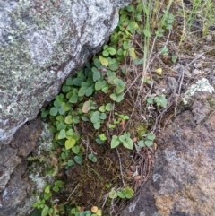 Pellaea calidirupium (Hot Rock Fern) at Lower Molonglo - 15 Nov 2021 by Riko