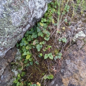 Pellaea calidirupium at Stromlo, ACT - 15 Nov 2021