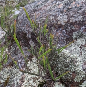 Bossiaea grayi at Stromlo, ACT - 15 Nov 2021