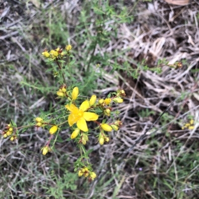 Hypericum perforatum (St John's Wort) at Belconnen, ACT - 15 Nov 2021 by Dora