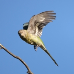 Psephotus haematonotus (Red-rumped Parrot) at Pialligo, ACT - 2 Nov 2021 by jb2602