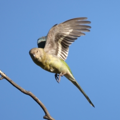 Psephotus haematonotus (Red-rumped Parrot) at Pialligo, ACT - 2 Nov 2021 by jb2602