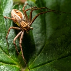 Oxyopes (genus) (Lynx spider) at Evatt, ACT - 15 Nov 2021 by DW