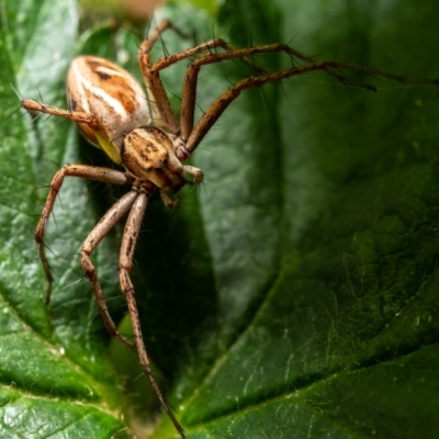 Oxyopes (genus) (Lynx spider) at Evatt, ACT - 15 Nov 2021 by DW
