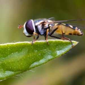 Syrphini sp. (tribe) at Evatt, ACT - 12 Nov 2021