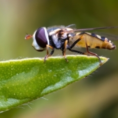 Syrphini sp. (tribe) (Unidentified syrphine hover fly) at Evatt, ACT - 12 Nov 2021 by DW