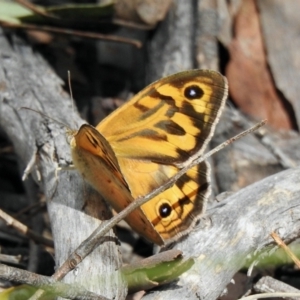 Heteronympha merope at Aranda, ACT - 15 Nov 2021