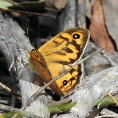 Heteronympha merope (Common Brown Butterfly) at Aranda Bushland - 15 Nov 2021 by KMcCue
