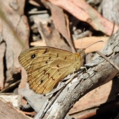 Heteronympha merope at Aranda, ACT - 15 Nov 2021 01:40 PM