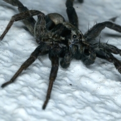 Lycosidae (family) at Ainslie, ACT - 1 Nov 2021