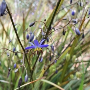 Dianella revoluta at Aranda, ACT - 15 Nov 2021 02:51 PM