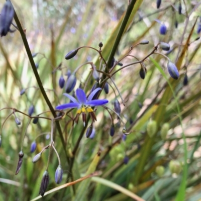 Dianella revoluta (Black-Anther Flax Lily) at Aranda Bushland - 15 Nov 2021 by KMcCue