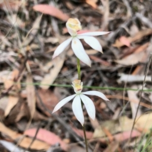 Caladenia moschata at Aranda, ACT - suppressed