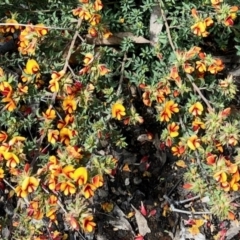 Pultenaea procumbens (Bush Pea) at Aranda Bushland - 15 Nov 2021 by KMcCue