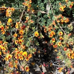 Pultenaea procumbens at Aranda, ACT - 15 Nov 2021