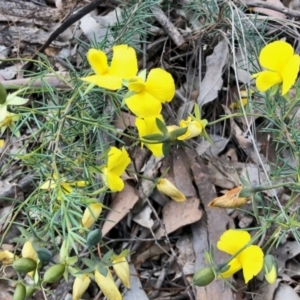 Gompholobium huegelii at Aranda, ACT - 15 Nov 2021