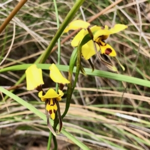 Diuris sulphurea at Aranda, ACT - 15 Nov 2021