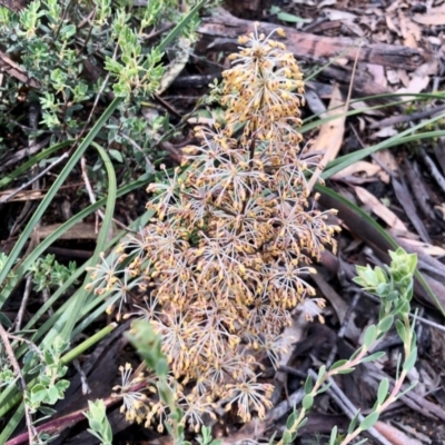Lomandra multiflora (Many-flowered Matrush) at Aranda, ACT - 15 Nov 2021 by KMcCue